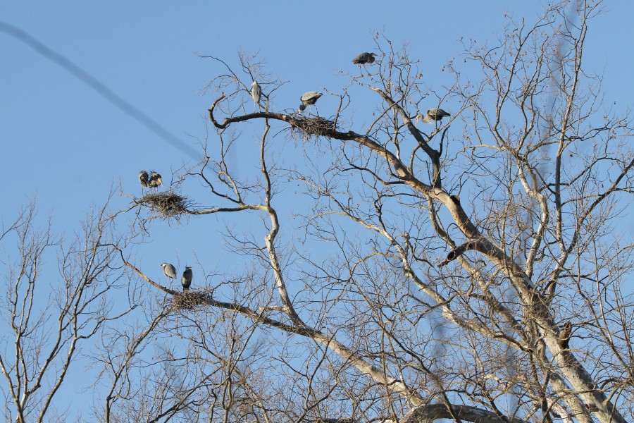 The Great Blue Heron rookery, complete with 5 pairs of herons, at Long Branch 